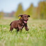 Top Labrador Retriever Breeder in the UK – Healthy Puppies for Sale