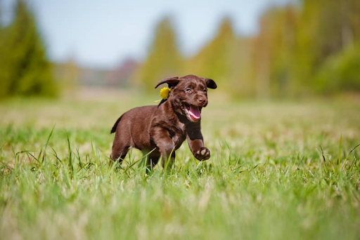 Top Labrador Retriever Breeder in the UK – Healthy Puppies for Sale