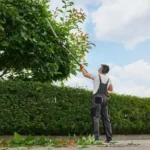 Tree Care Services