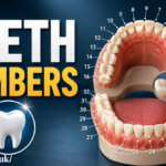 Teeth Numbers